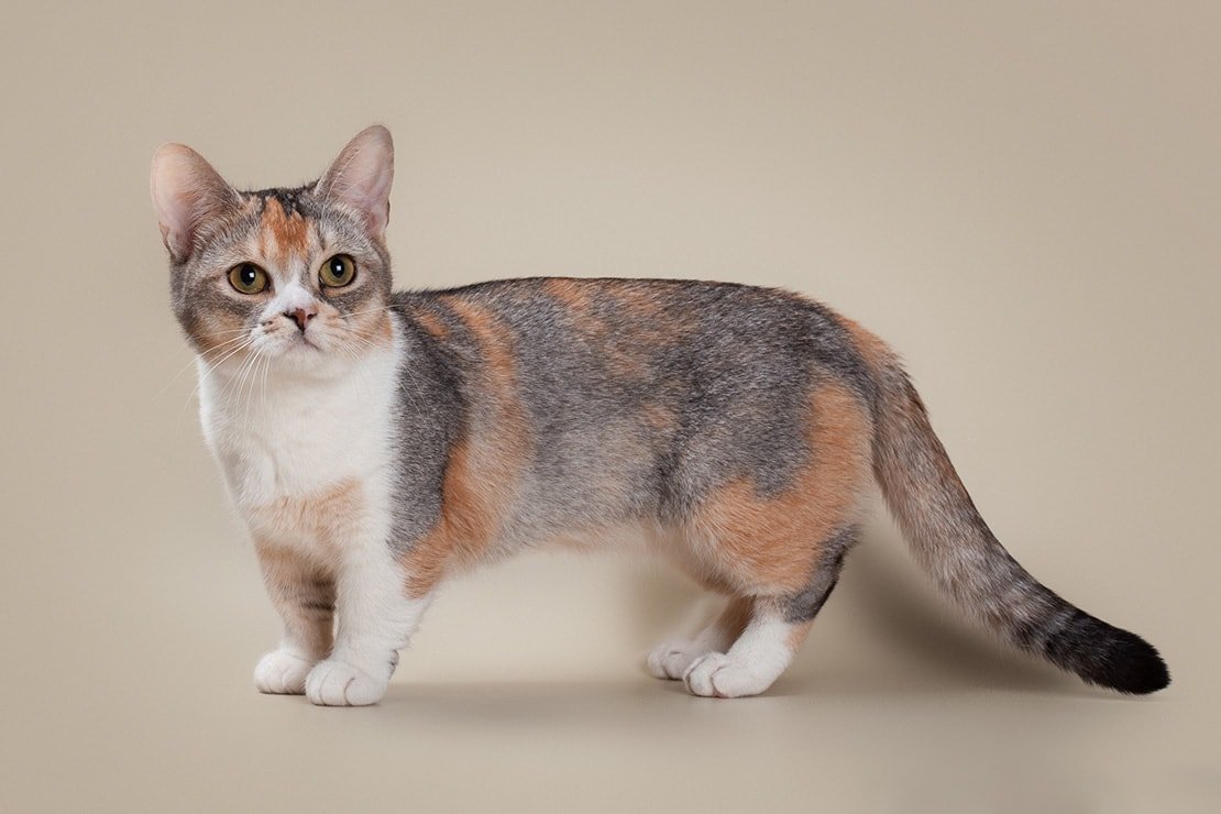 Коты породы Манчкин
