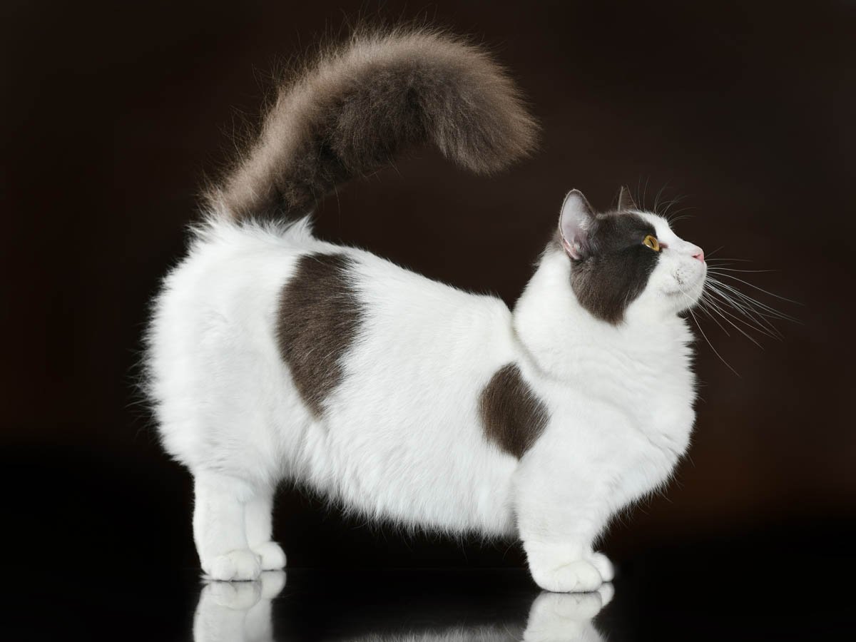 Кошка такса Манчкин