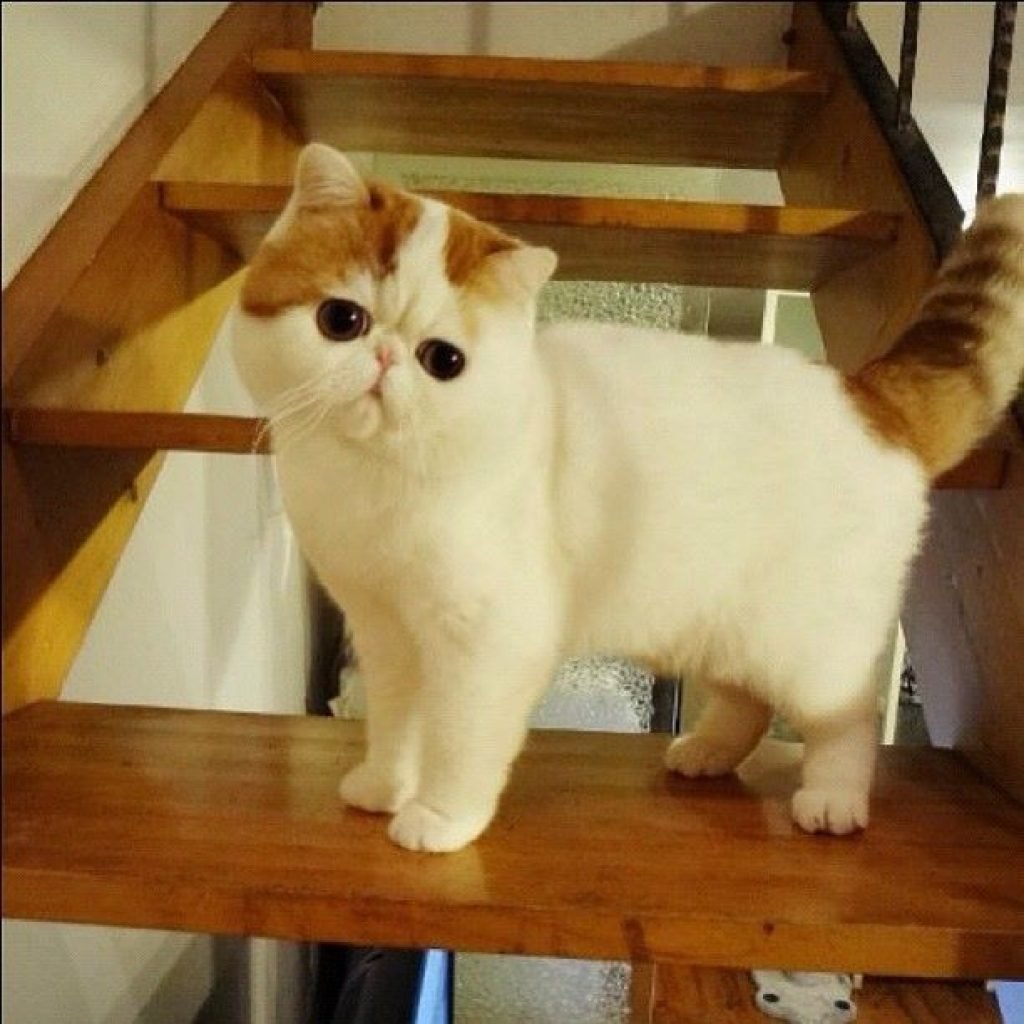 Кот Манчкин экзот