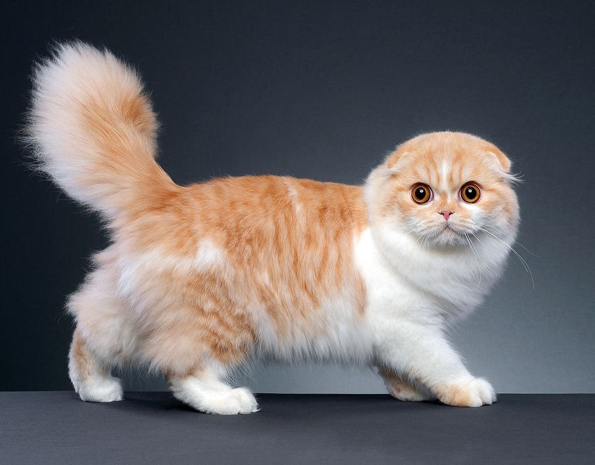 Манчкин кошка рыжая