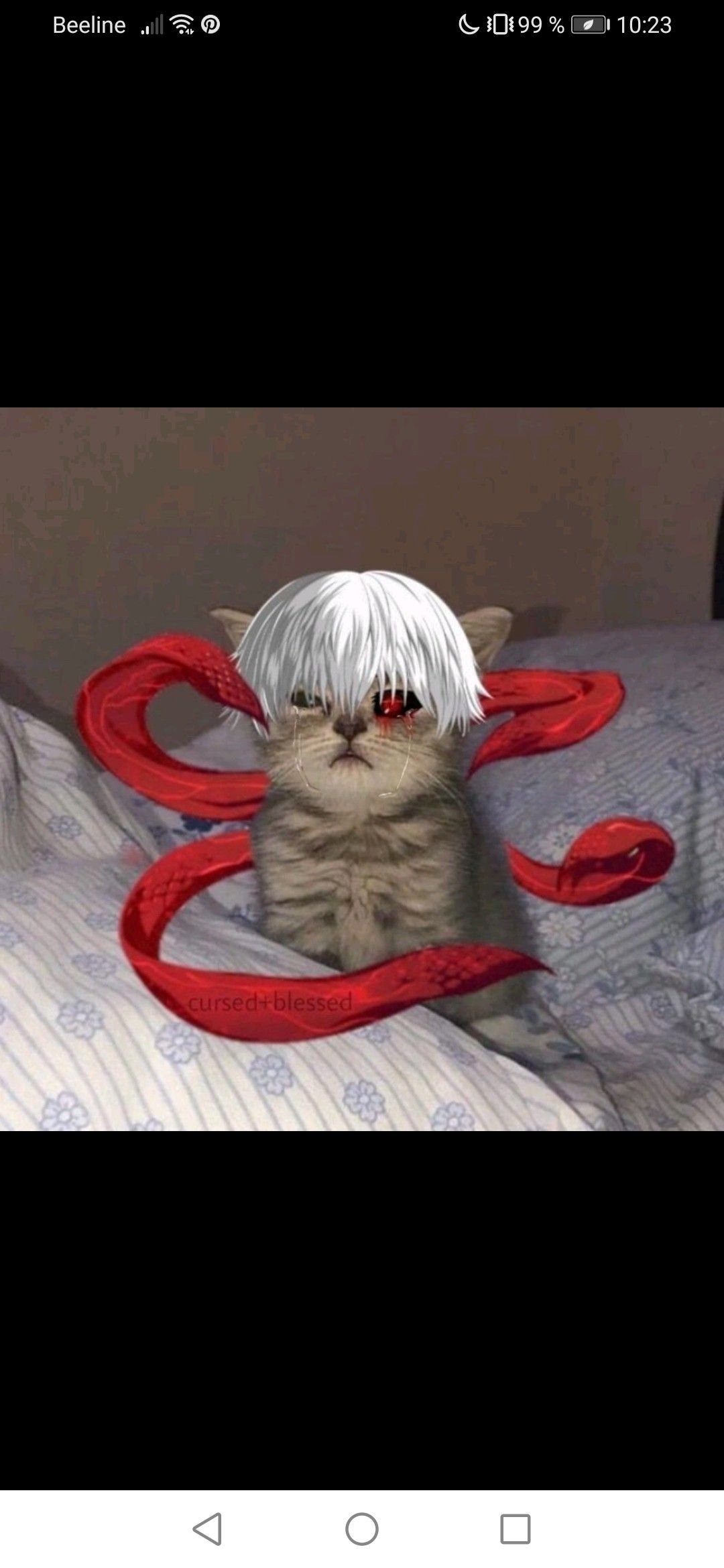 Котенок гуль