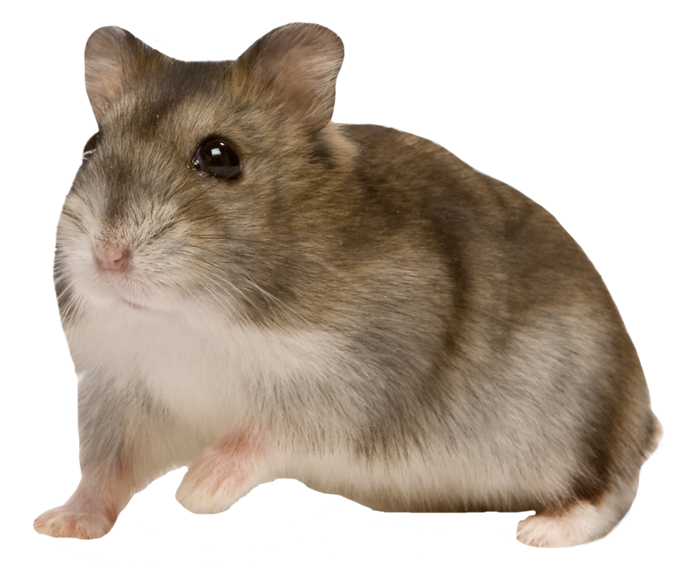 Хомяк джунгарский