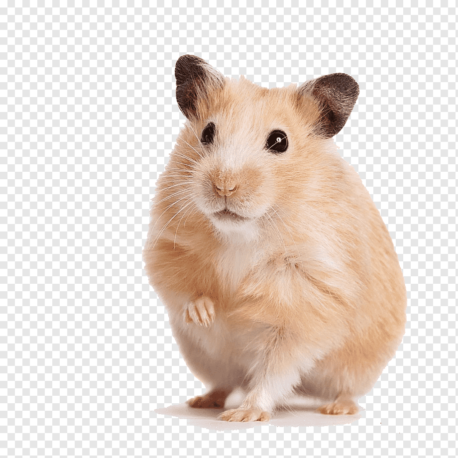 Хомяк сирийский