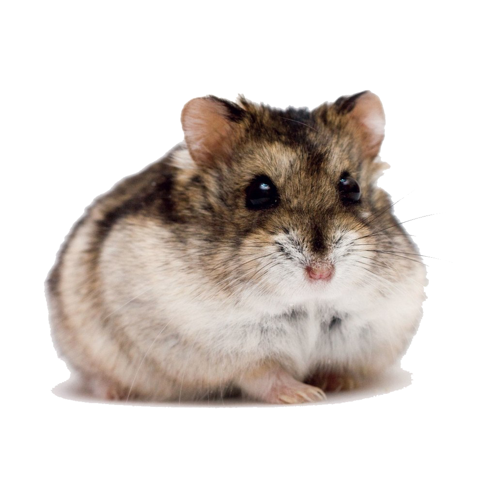 Хомяк джунгарский