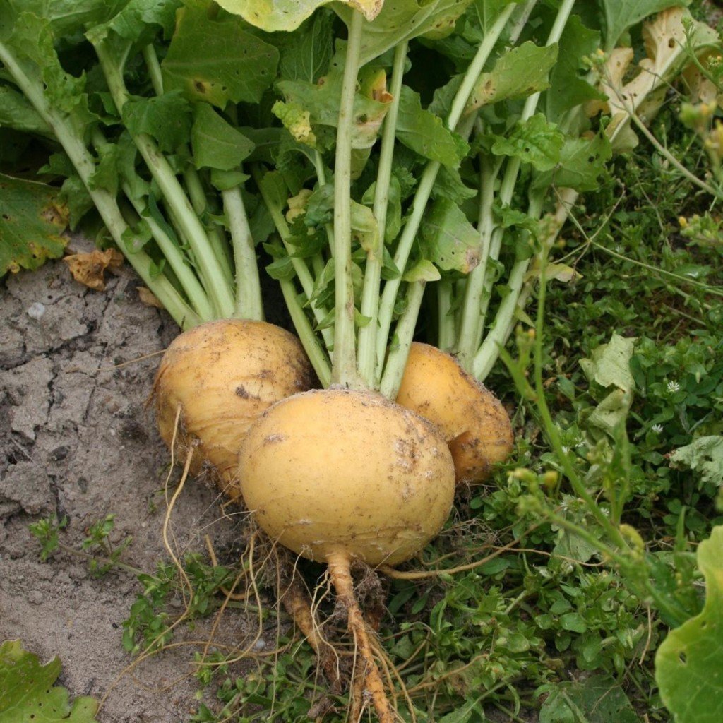 Репа (Brassica Rapa)