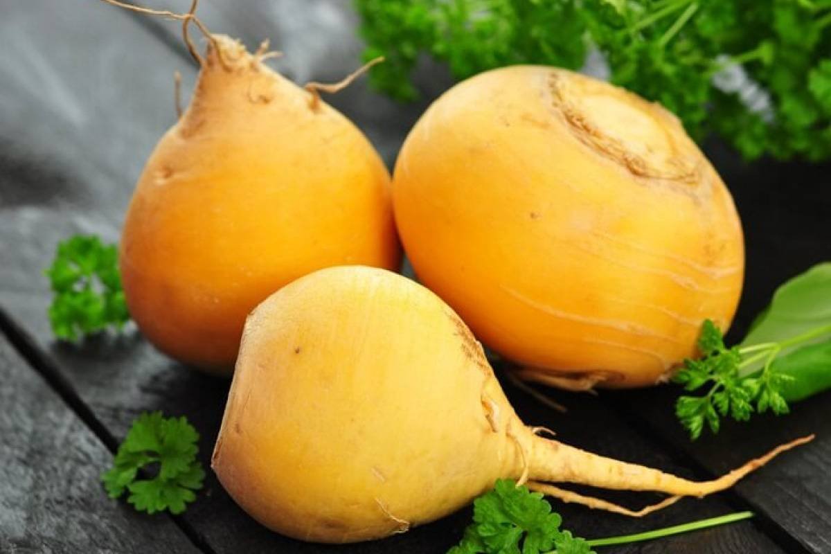 Репа (Brassica Rapa)