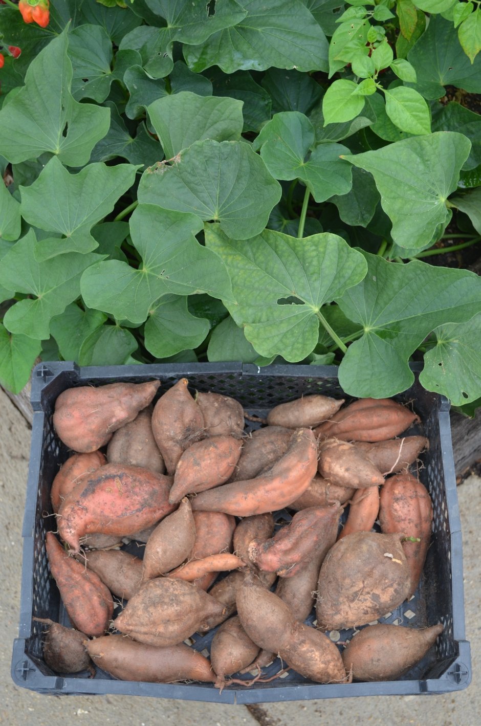 Клубни батата