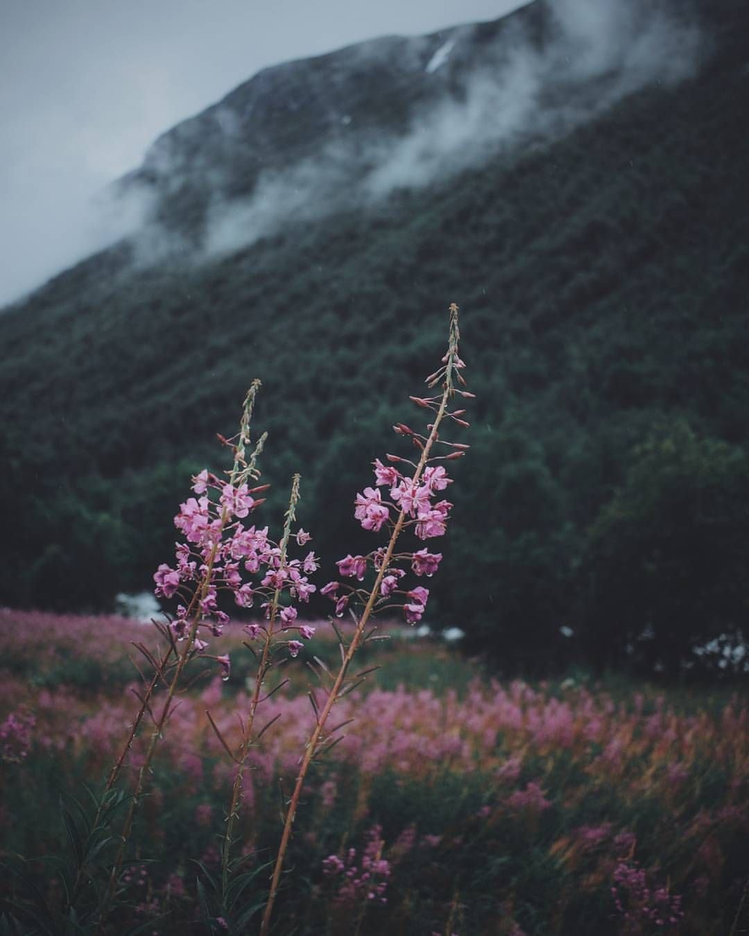 Природа aesthetic