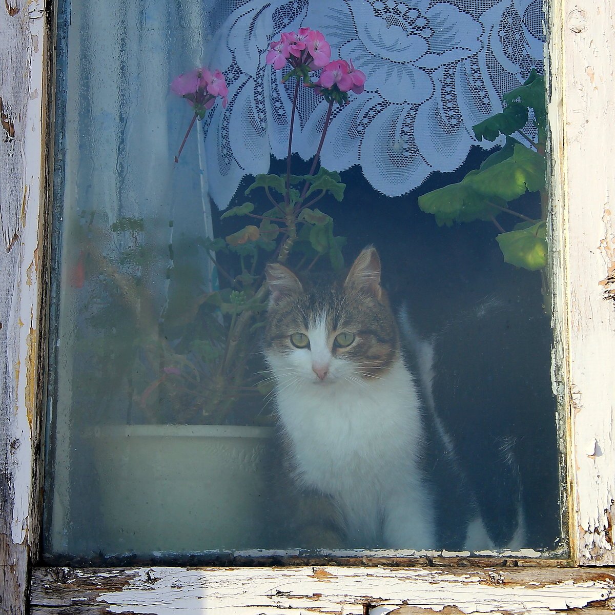 Кот на подоконнике Весна