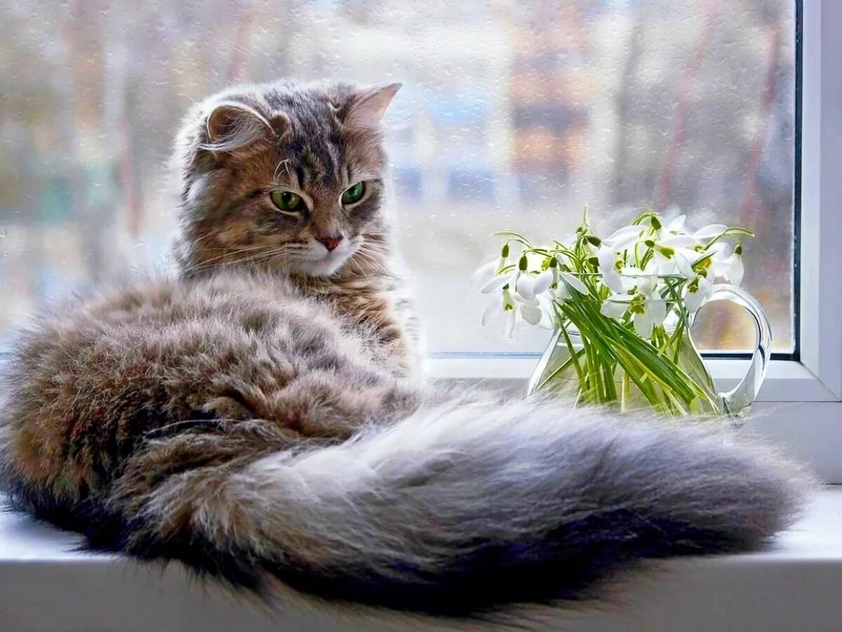 Кошка на подоконнике