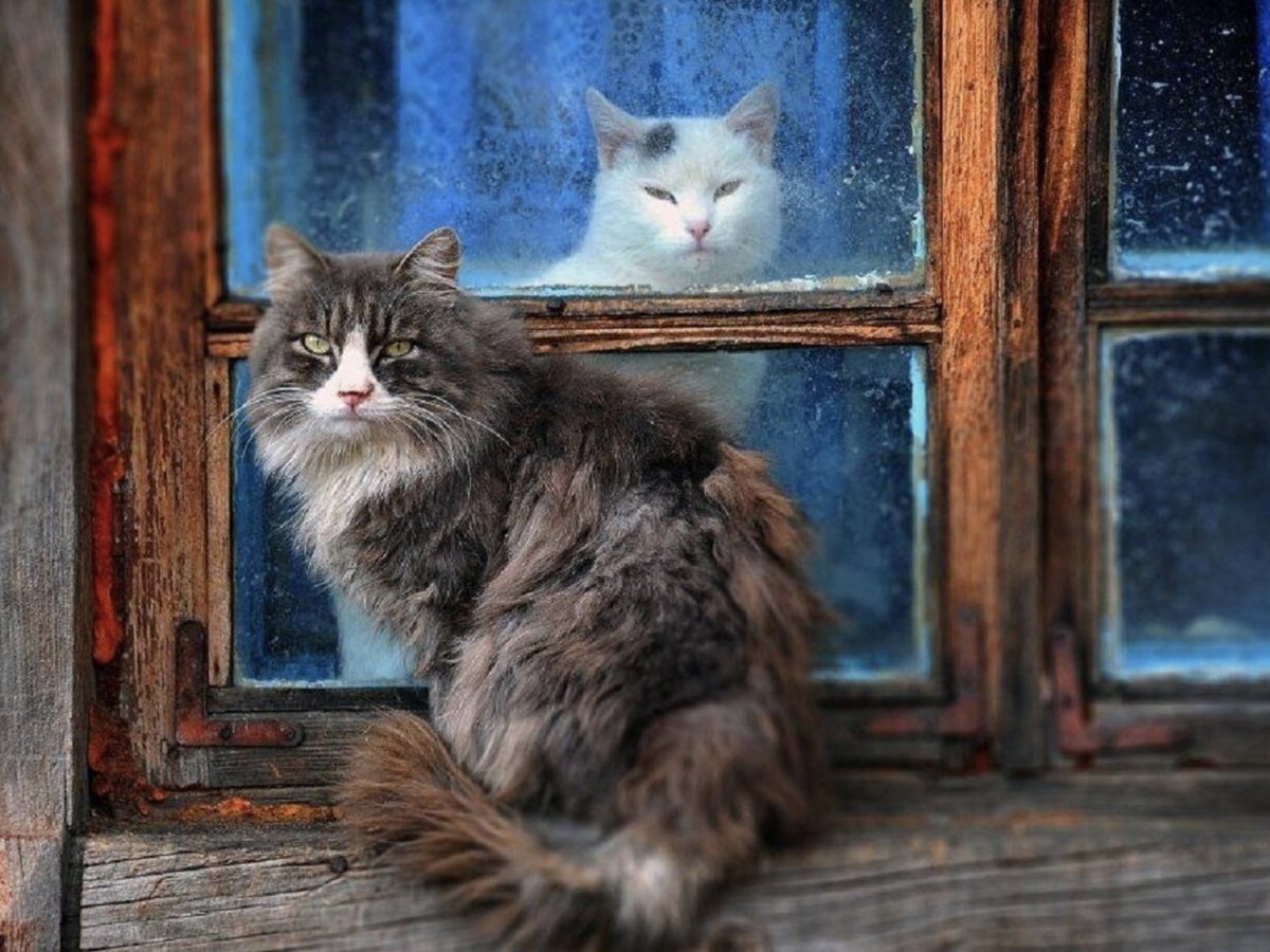 Коты в деревне на окне