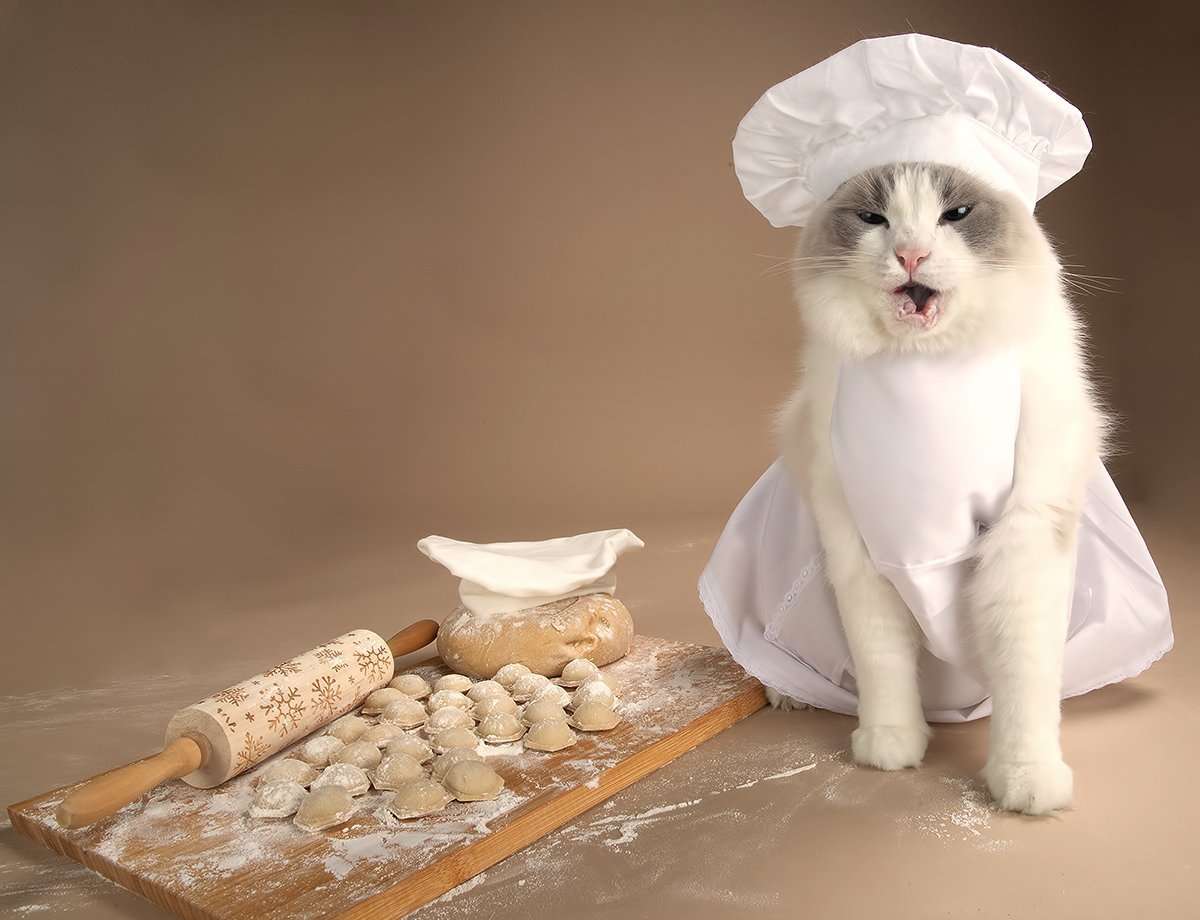 Кошка пельмешка