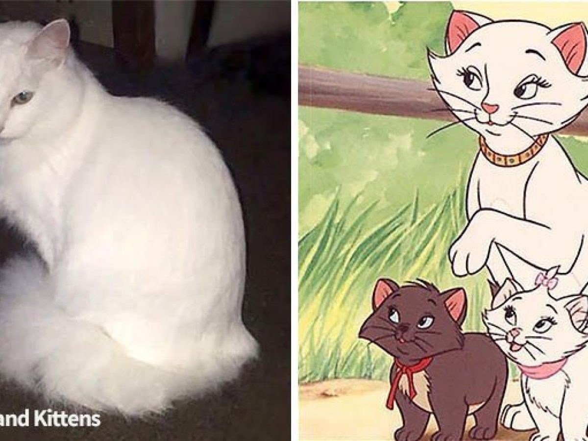 Коты Аристократы герцогиня беременна
