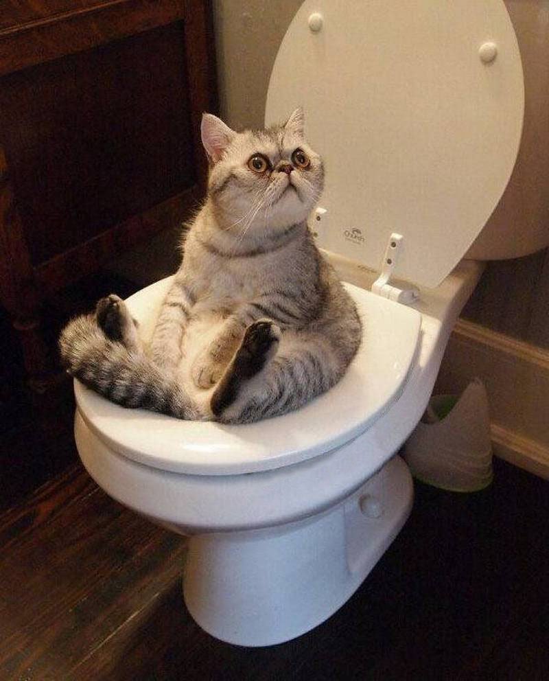 Унитаз для кошек