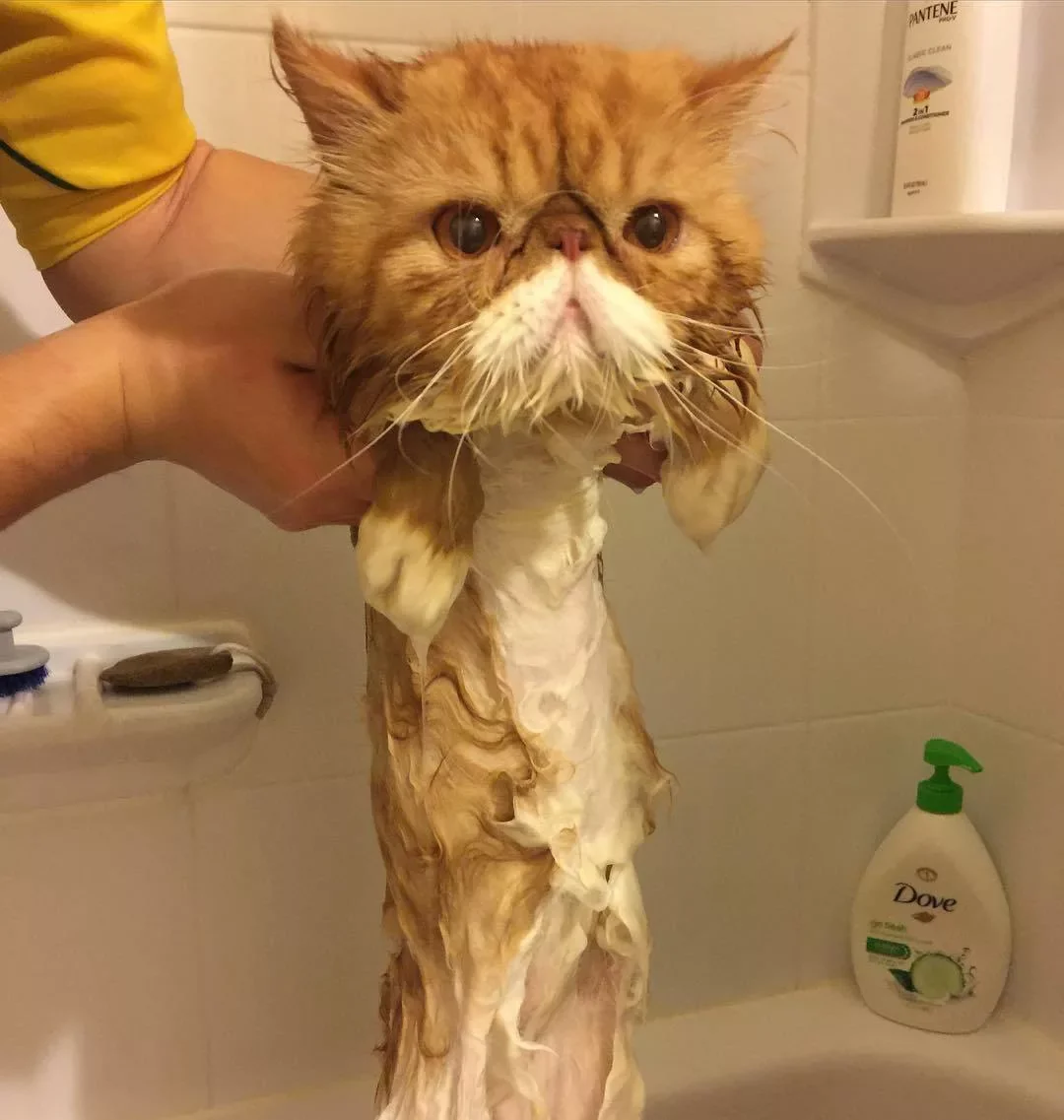 Очень смешных котов