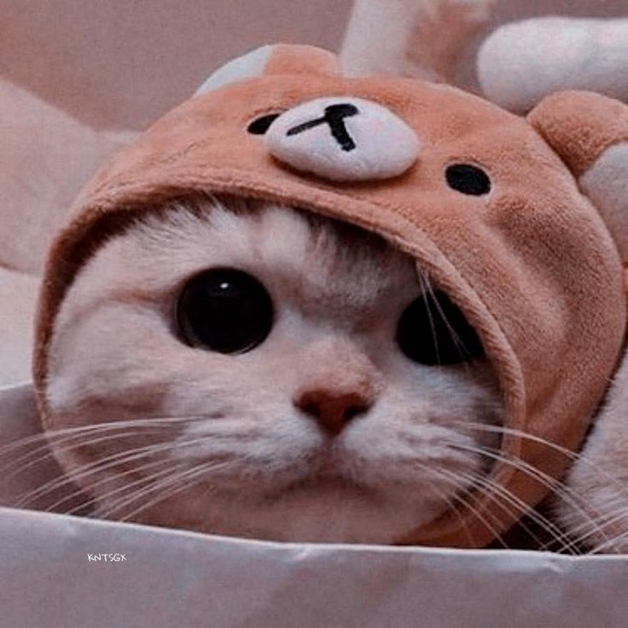 Смешные котики 2022