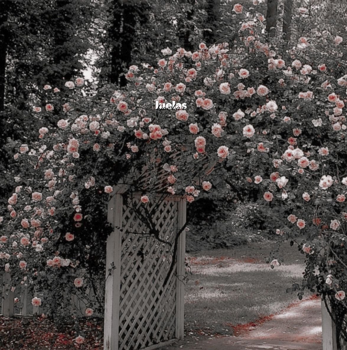 Монукопа aesthetic