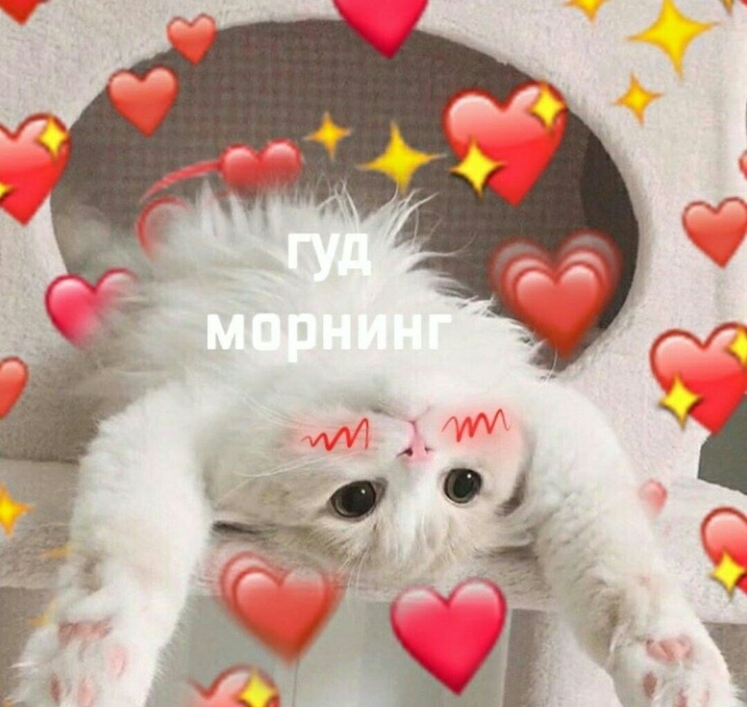 Кот с сердечками