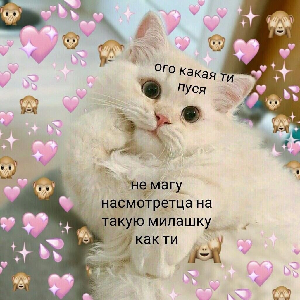 Милые картиночки с котиками и надписями
