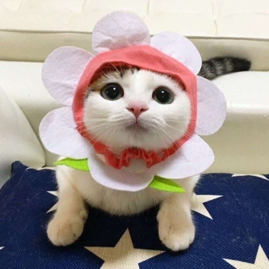 Котик игрушечный на аву
