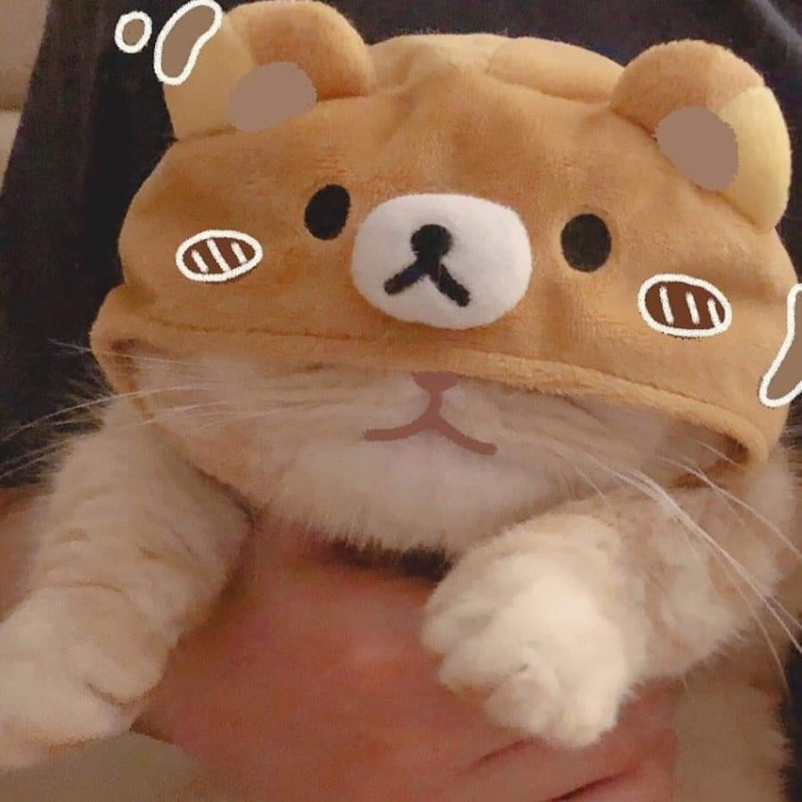 Кошка Мими и котик тими