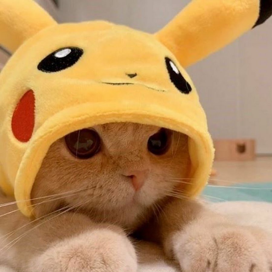 Кот Пикачу