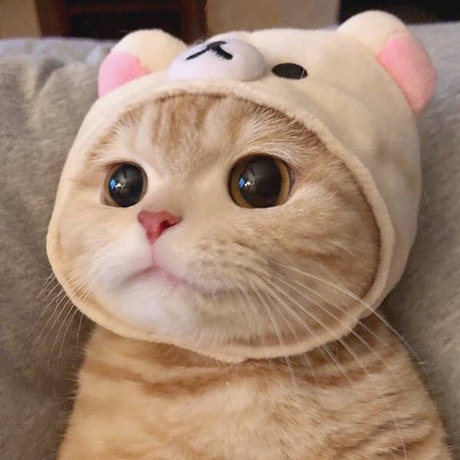 Шапочка котика