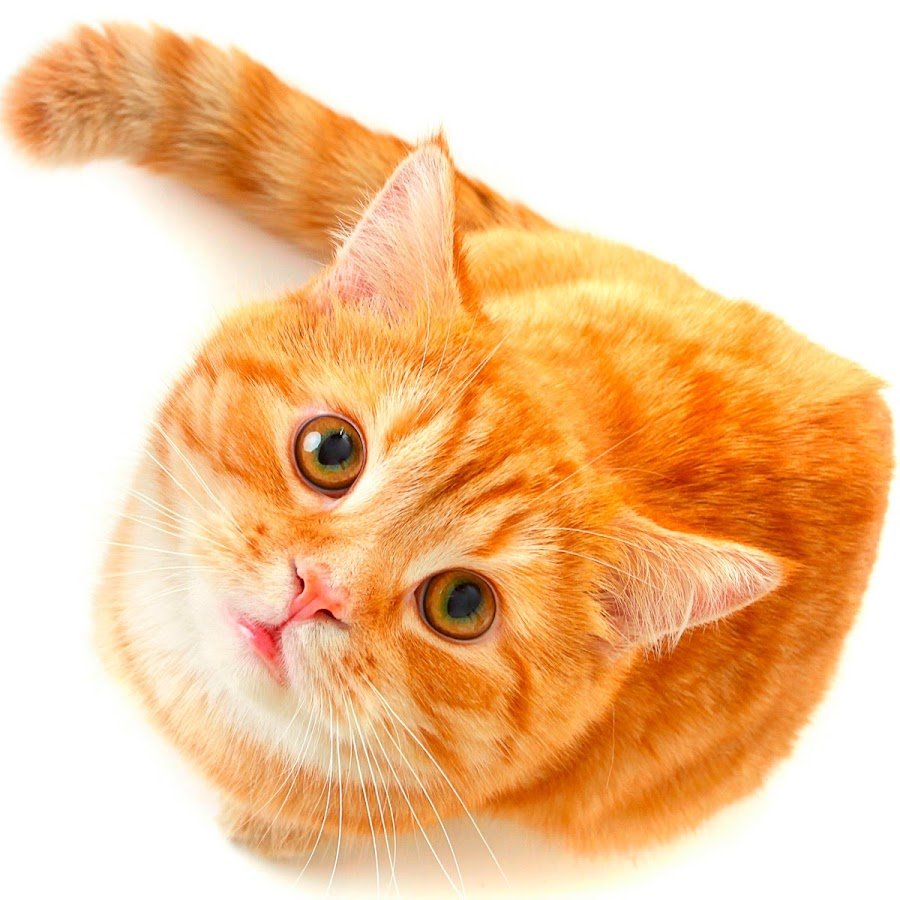 День кошек