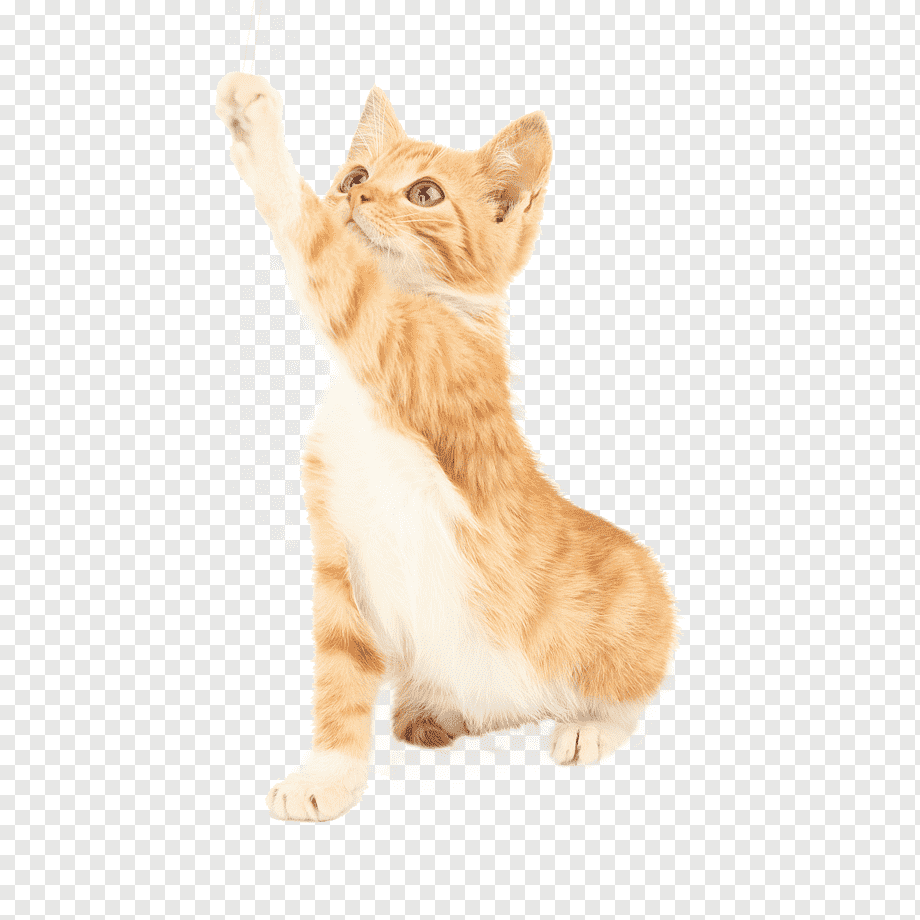 Кошка на прозрачном фоне