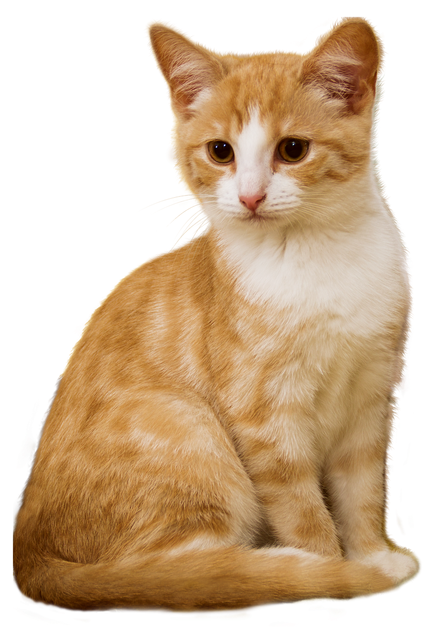 Кошка на прозрачном фоне