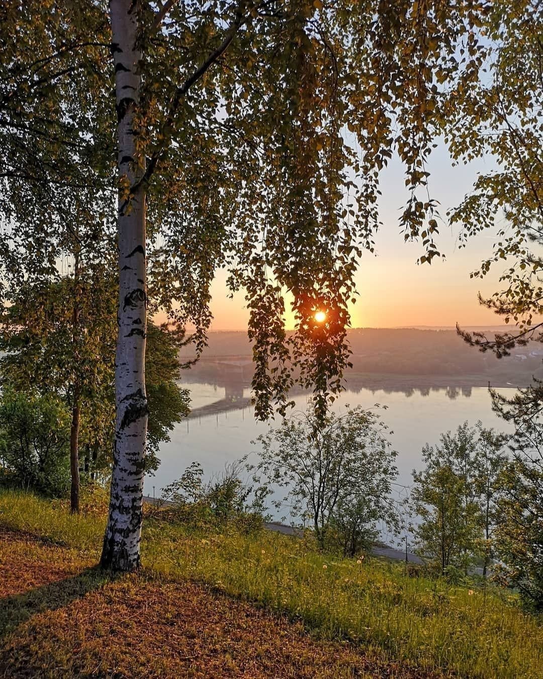 Березовая роща Тутаев