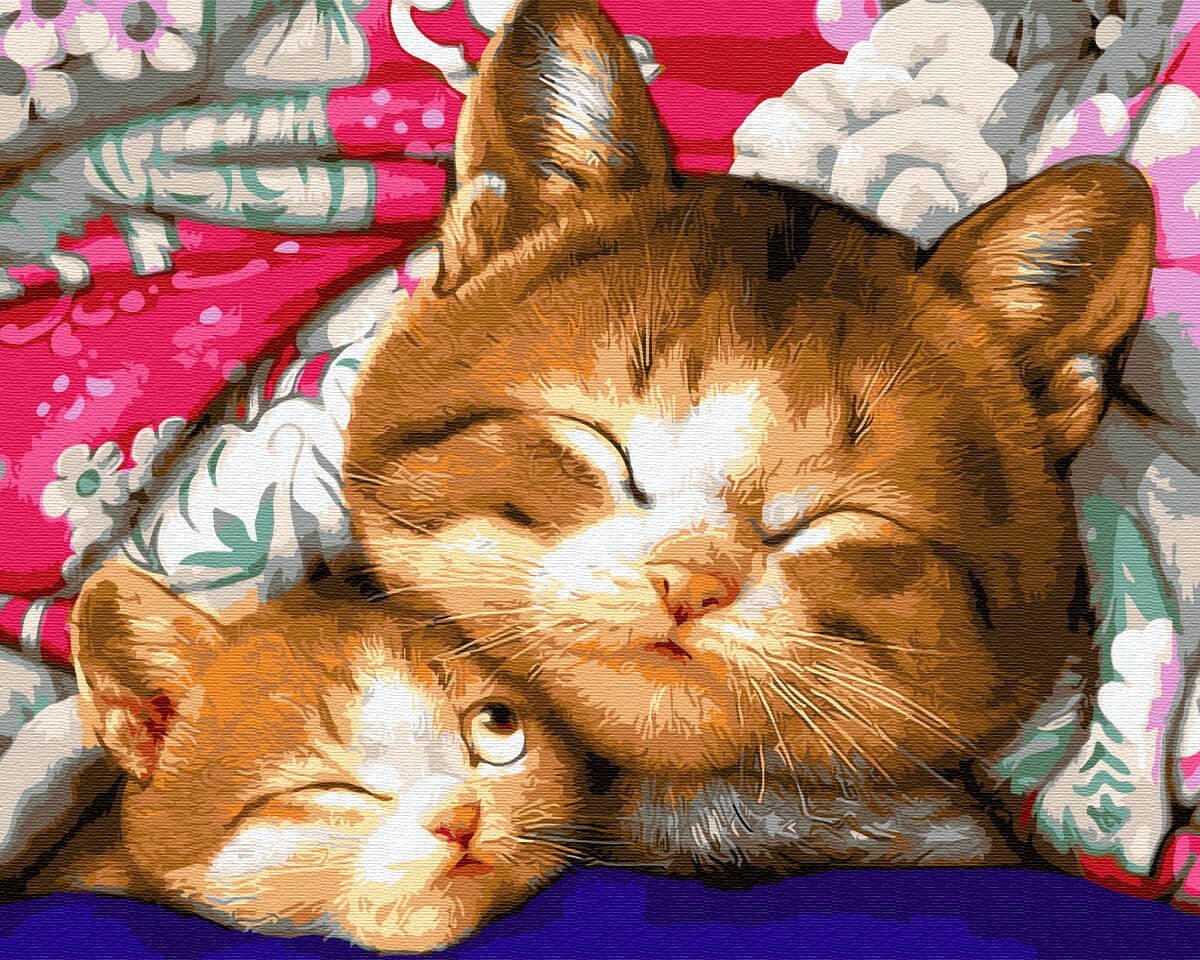 Спящий котик