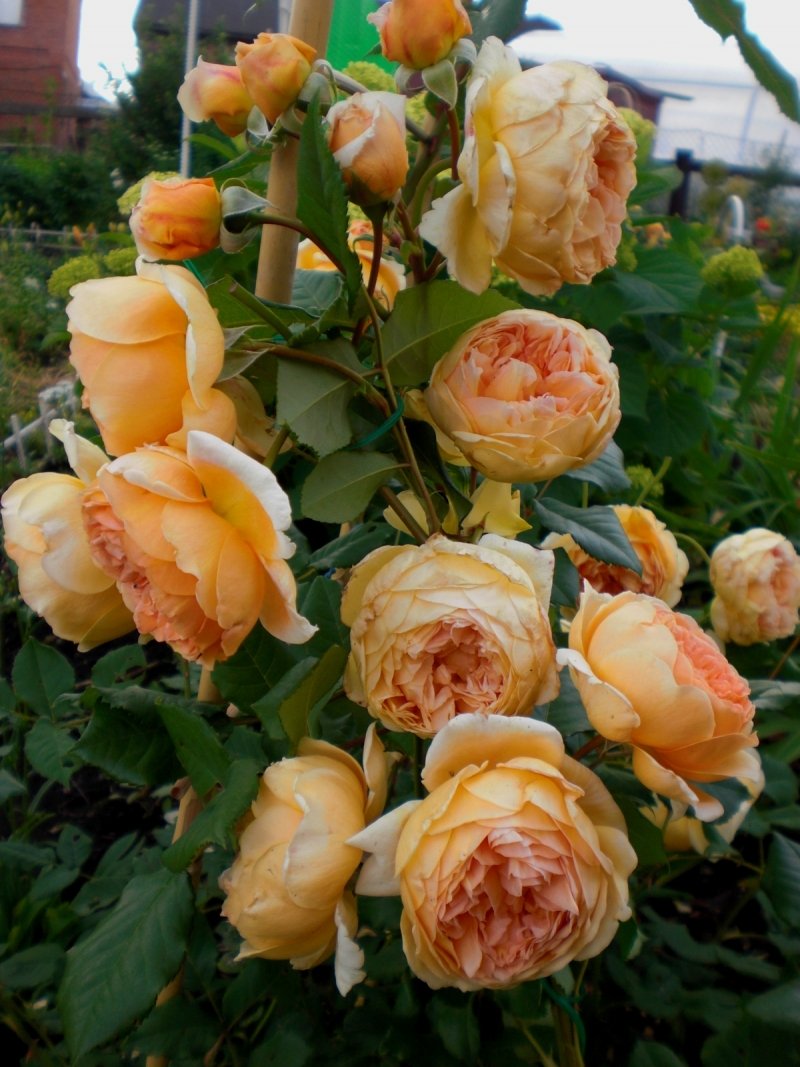 Роза плетистая Crown Princess Margareta.