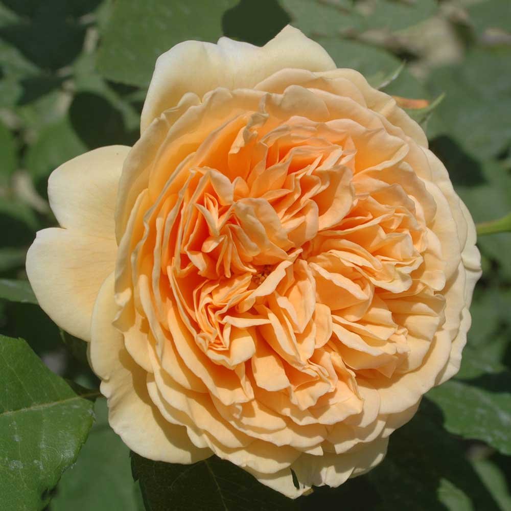 Роза Crown Princess Margareta двулетка