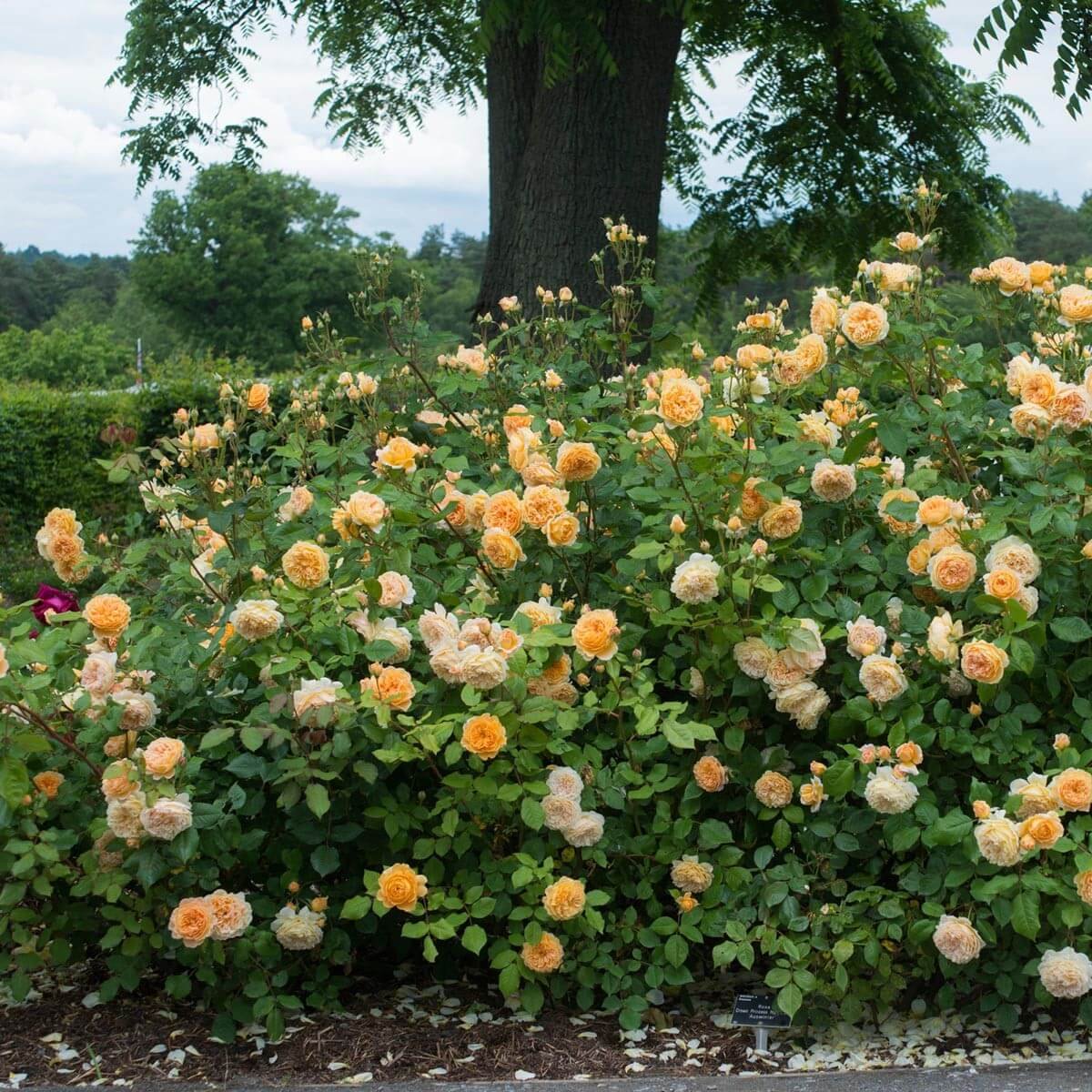 Розы Остина Crown Princess Margareta