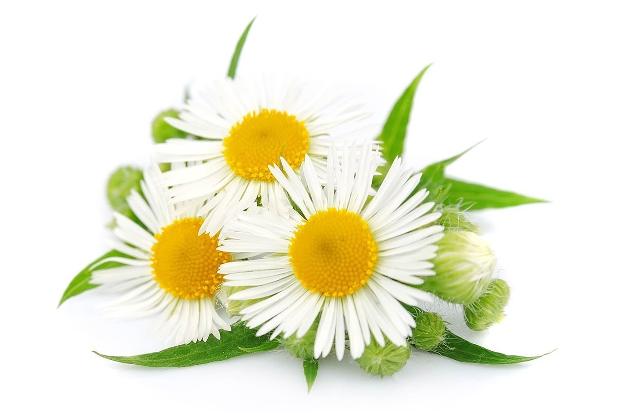 Camomile Ромашка