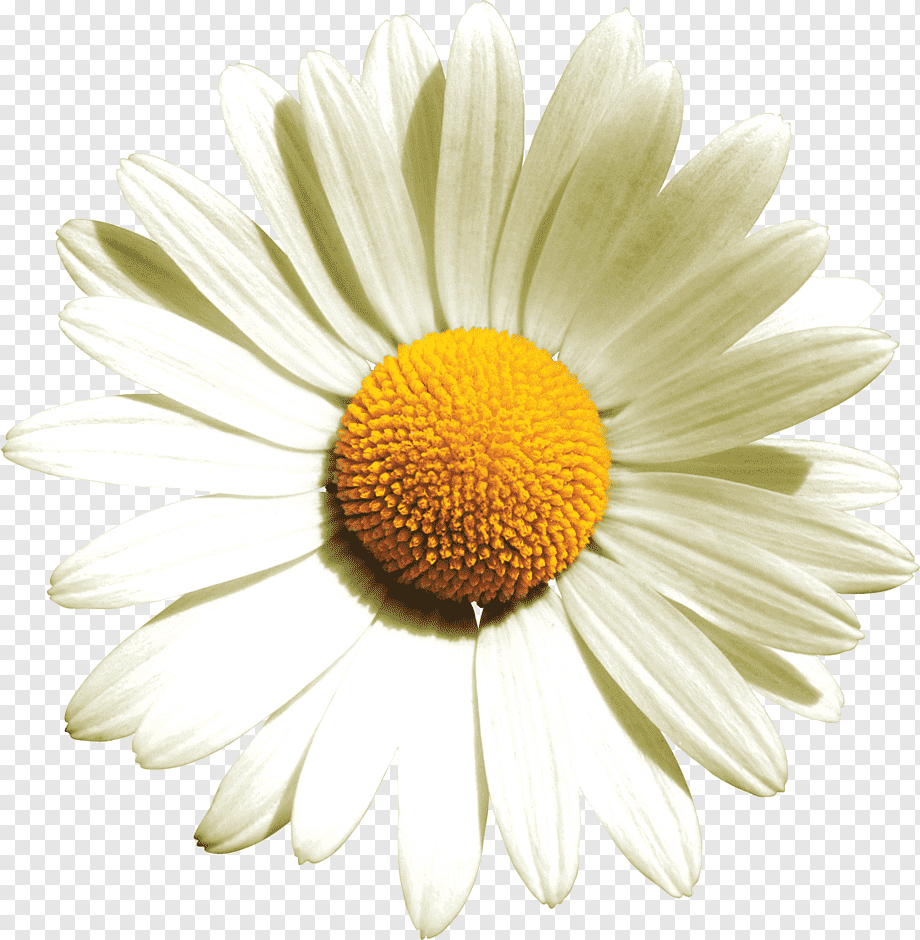 Camomile Ромашка