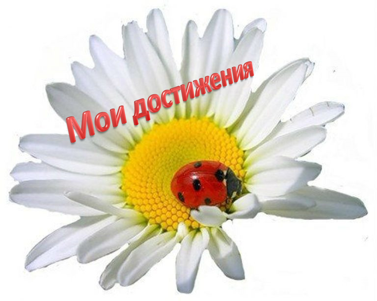 Ромашки картинки