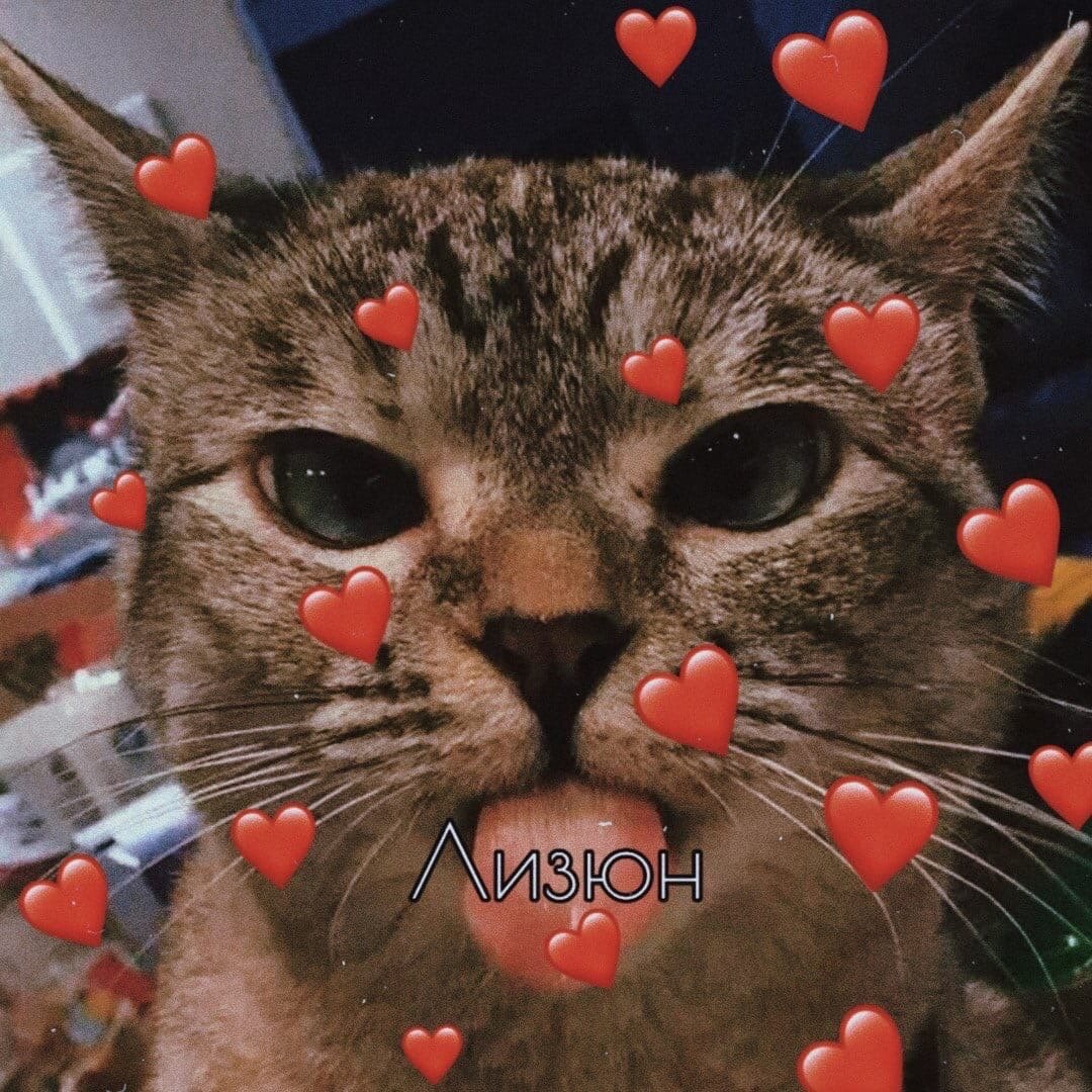 Пикчи с котиками романтика