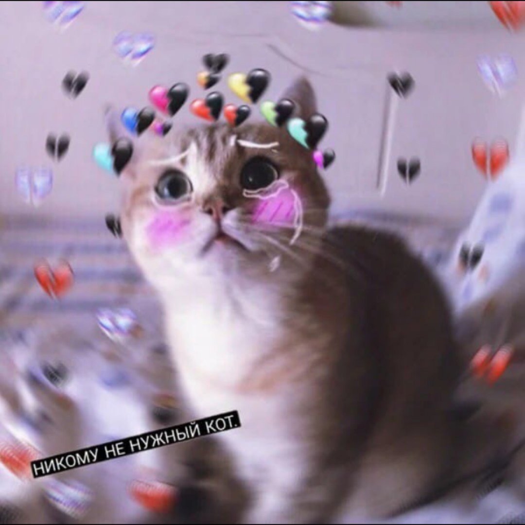 Удивленный кот с сердечками