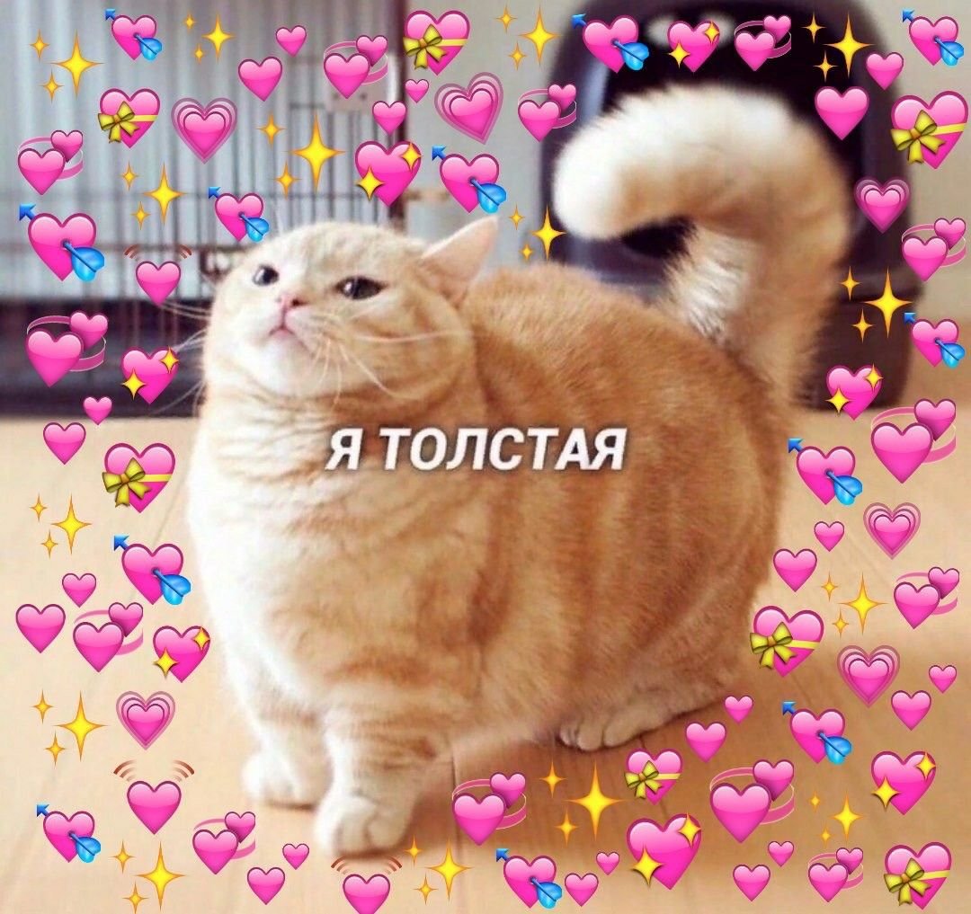 Милые котики с надписями
