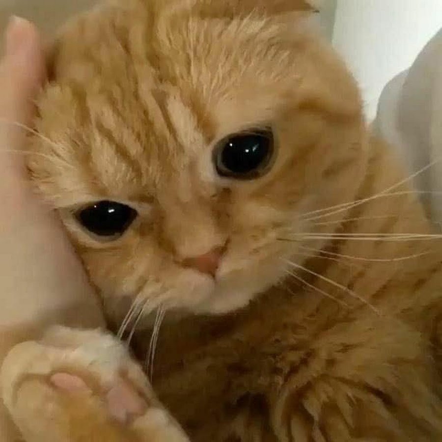Плачущий котик