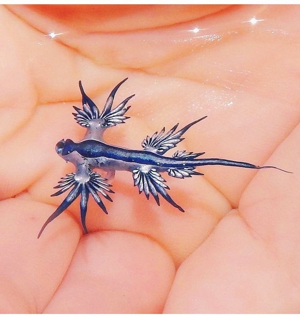 Голубой ангел (Glaucus Atlanticus)
