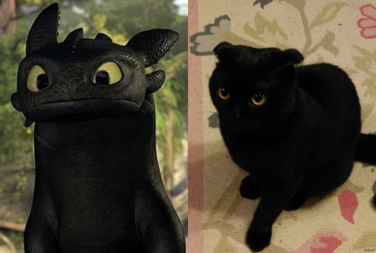 Беззубик и кошка