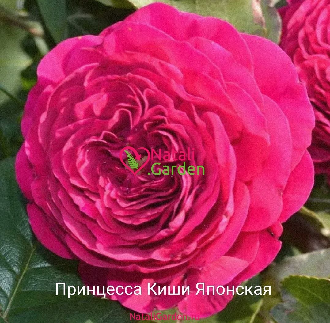 Принцесса киши (Princess Kishi)