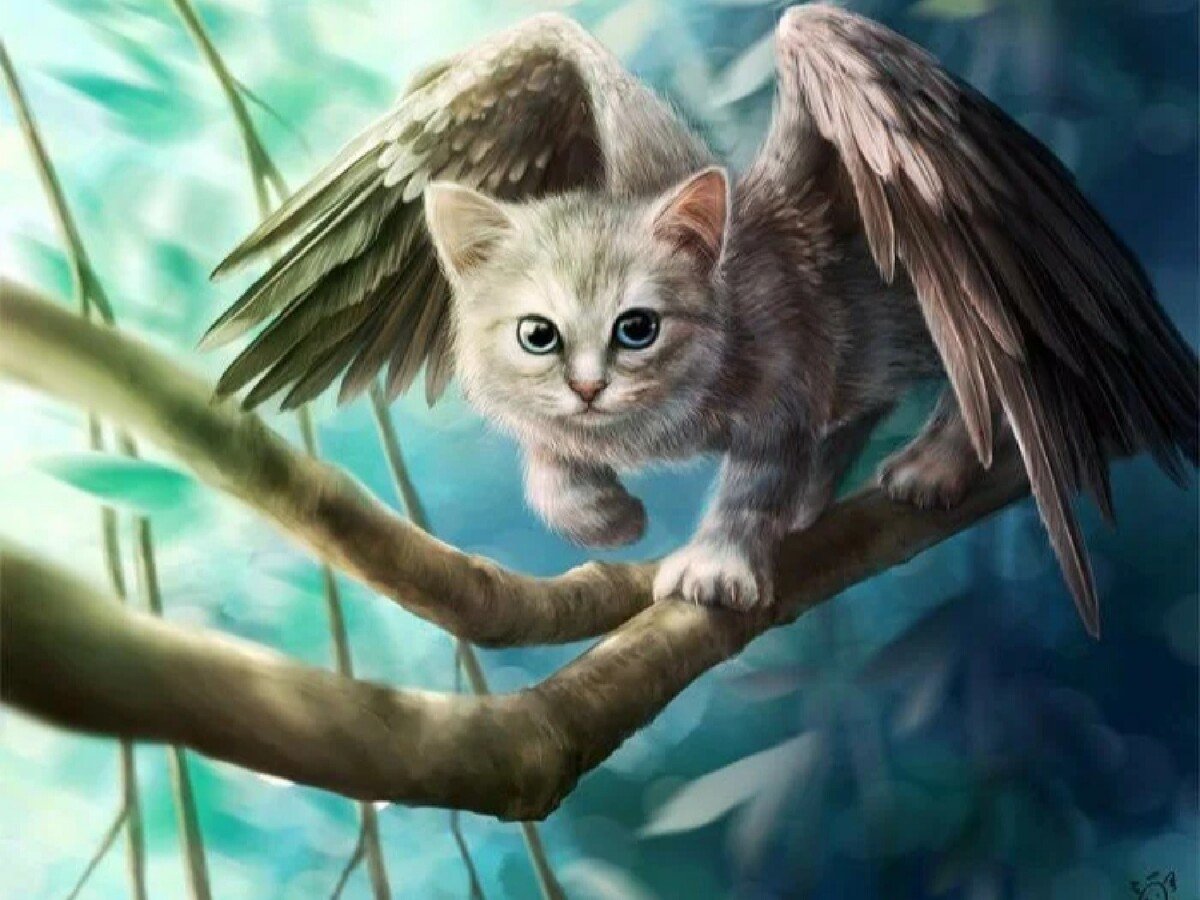 Коты с крыльями