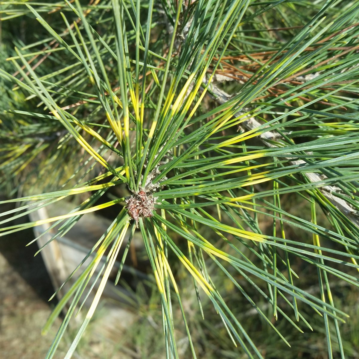 Сосна Pinus densiflora Oculus Draconis