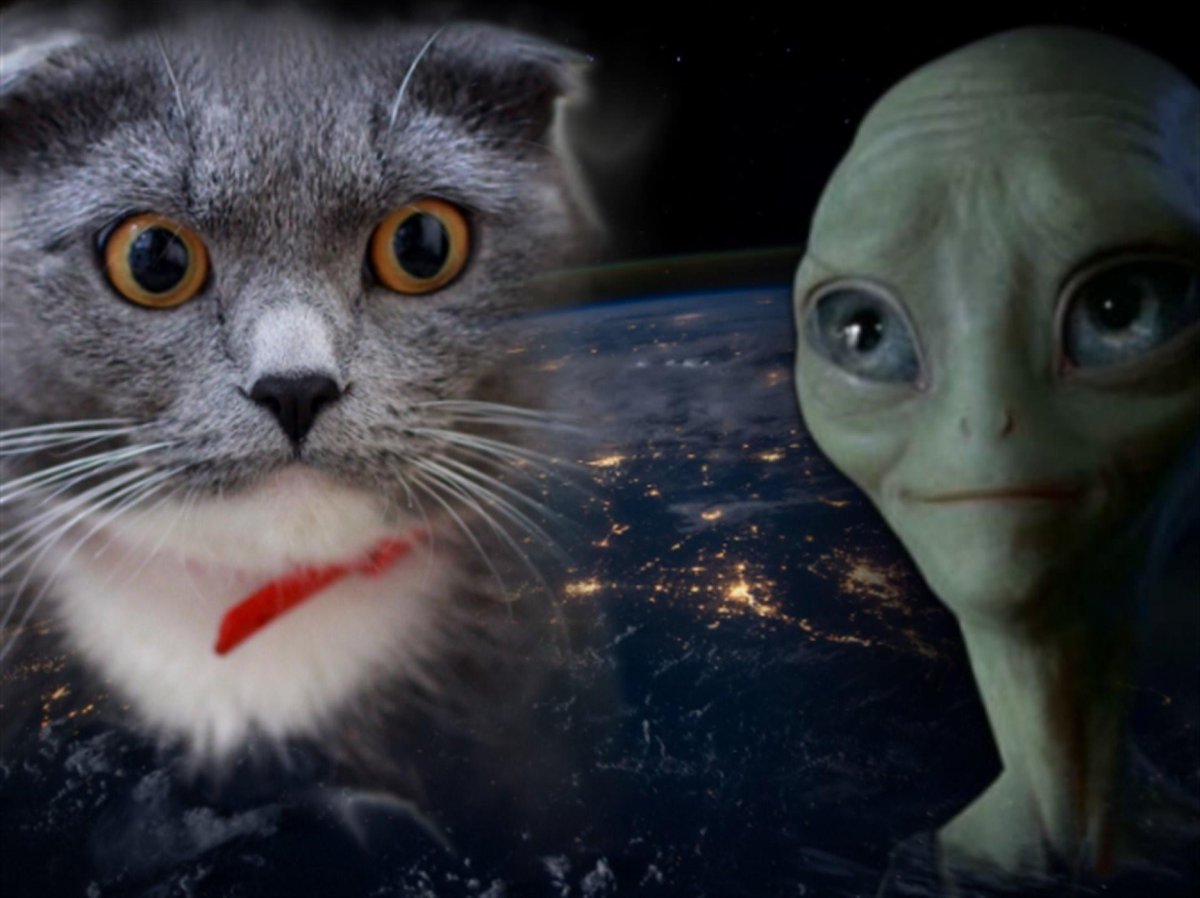 Коты НЛО