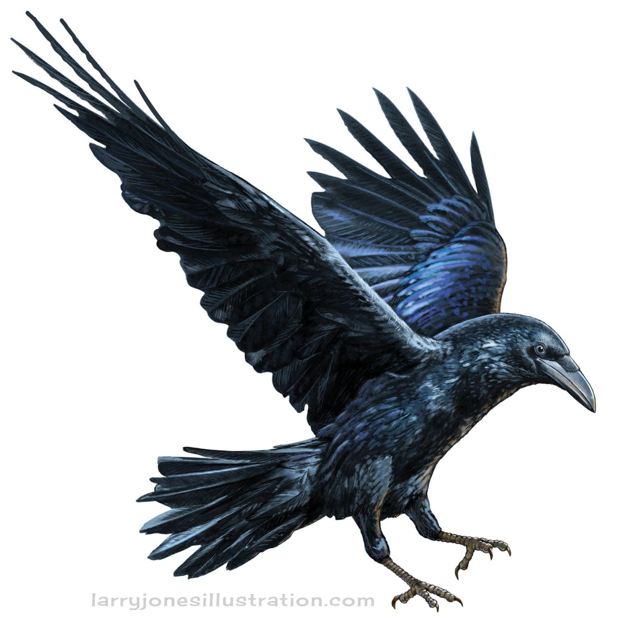 Crow Raven разница