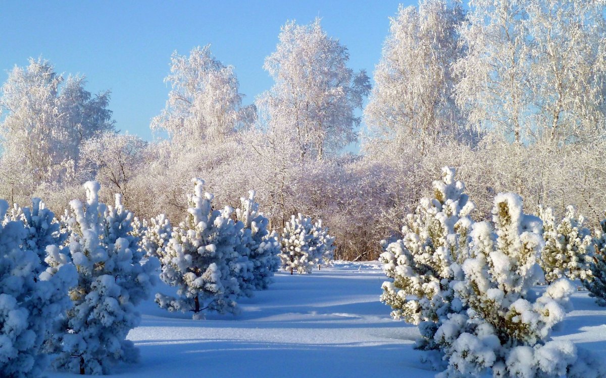 Зимний лес